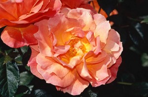 FELLOWSHIP (floribunda)